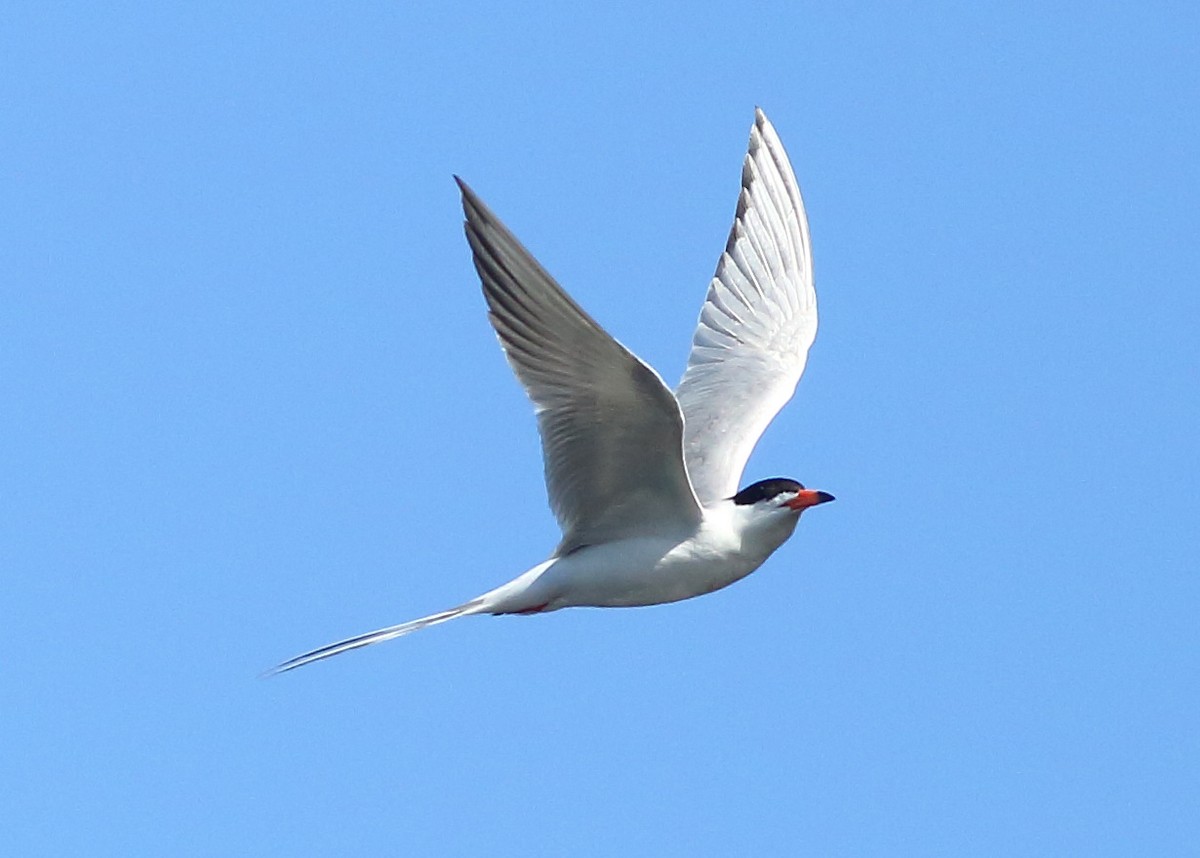 Forster's Tern - Piming Kuo