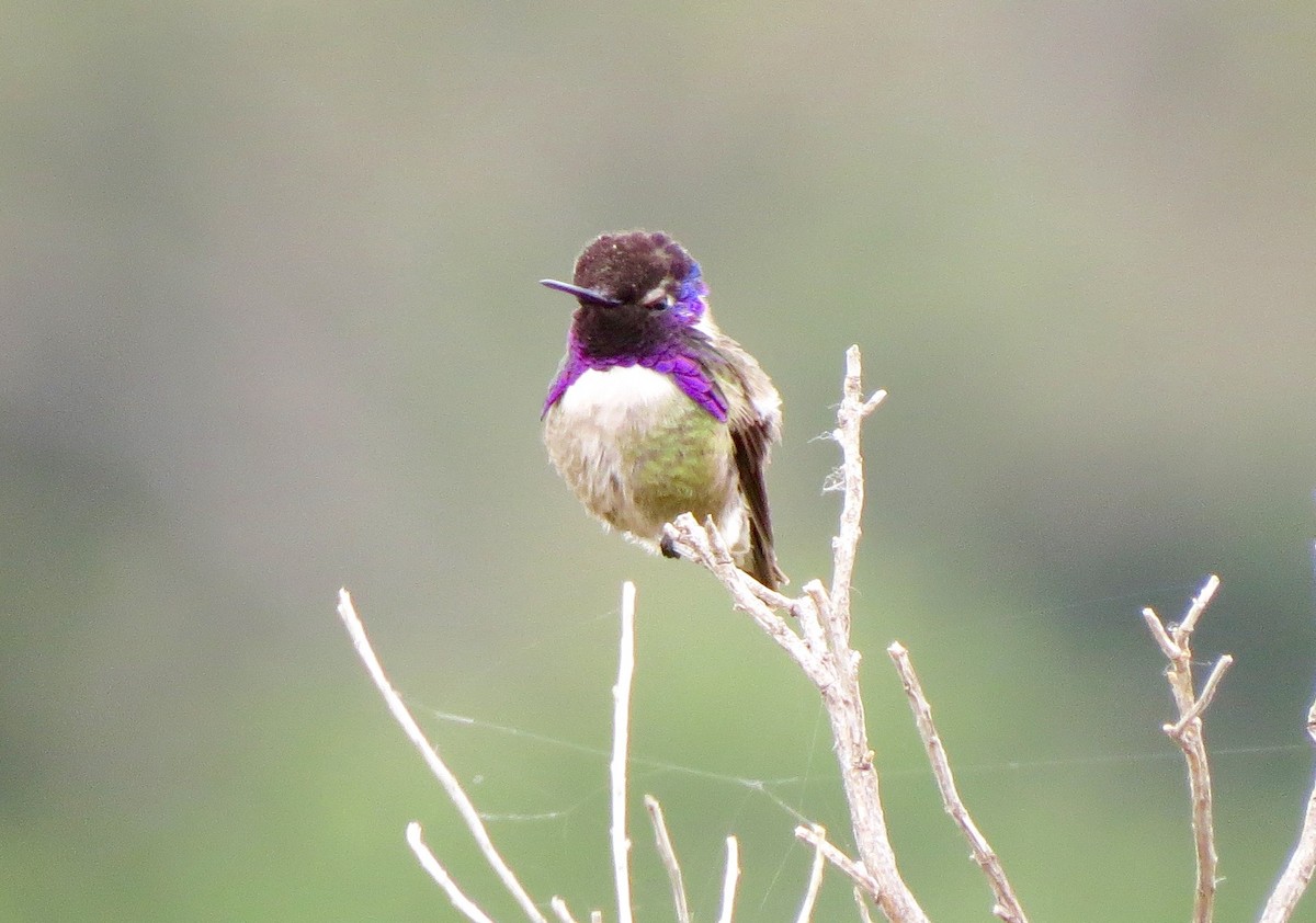 Costa's Hummingbird - Petra Clayton