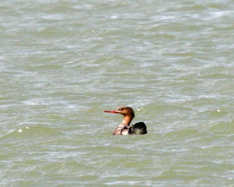 Red-breasted Merganser - Dick Baxter