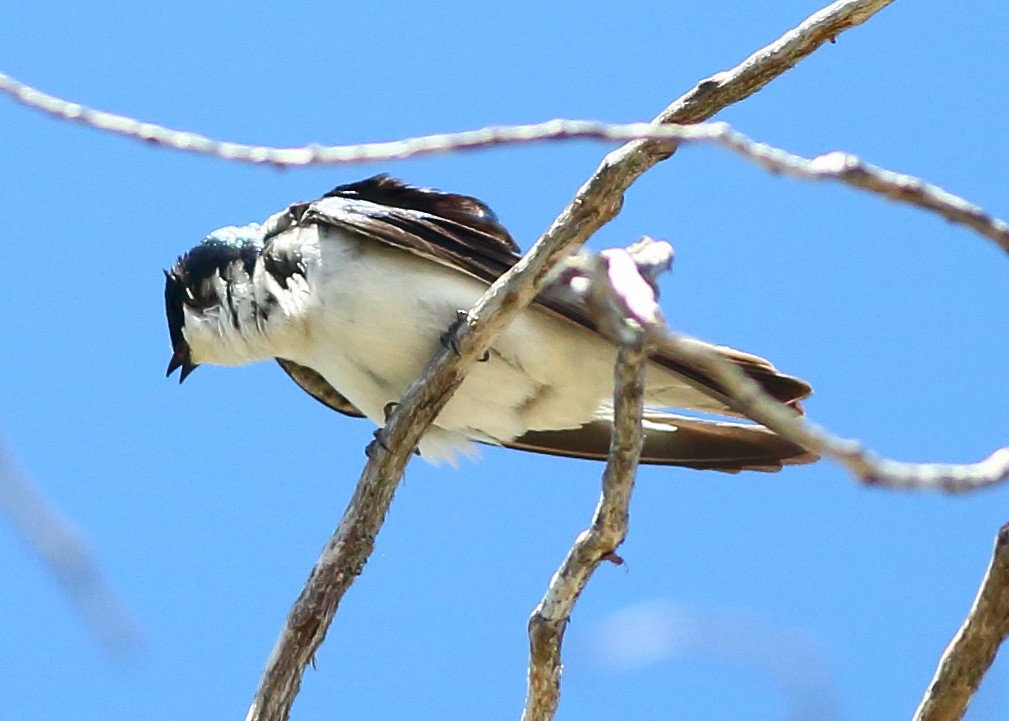 Tree Swallow - Piming Kuo