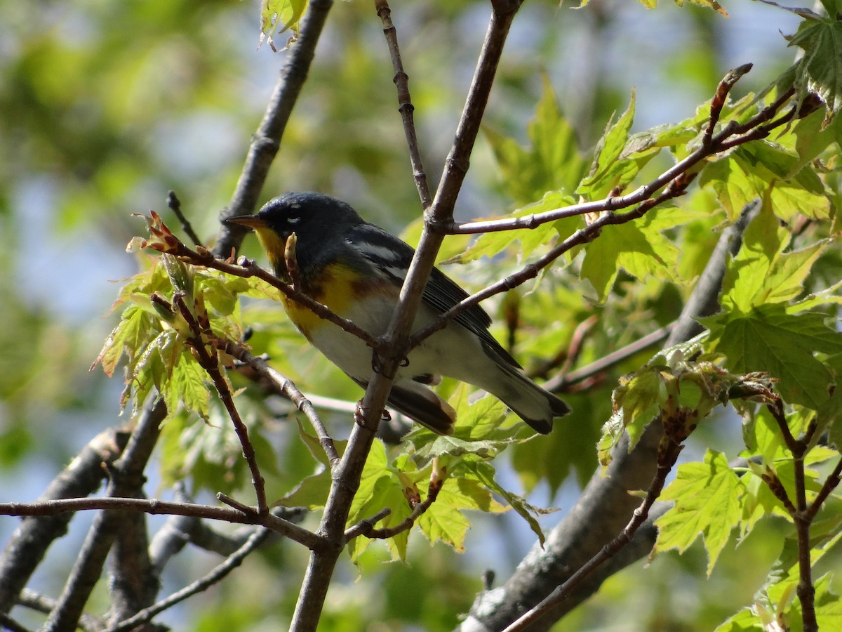 Northern Parula - Andrew Raamot and Christy Rentmeester