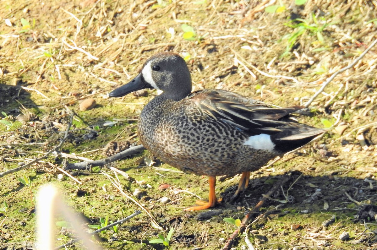 Blue-winged Teal - ML102675161