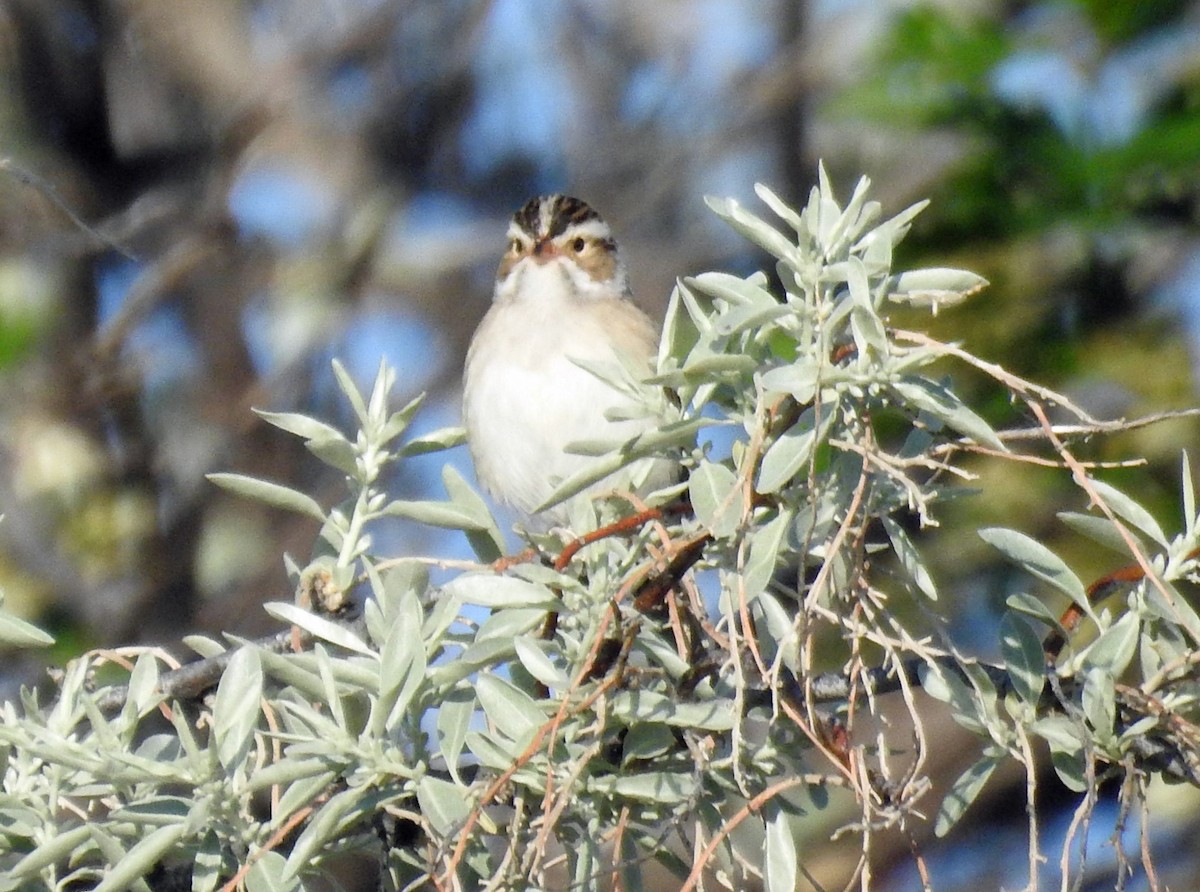 Clay-colored Sparrow - ML102675891
