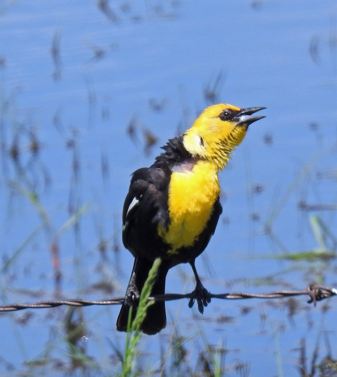 Yellow-headed Blackbird - ML102676941