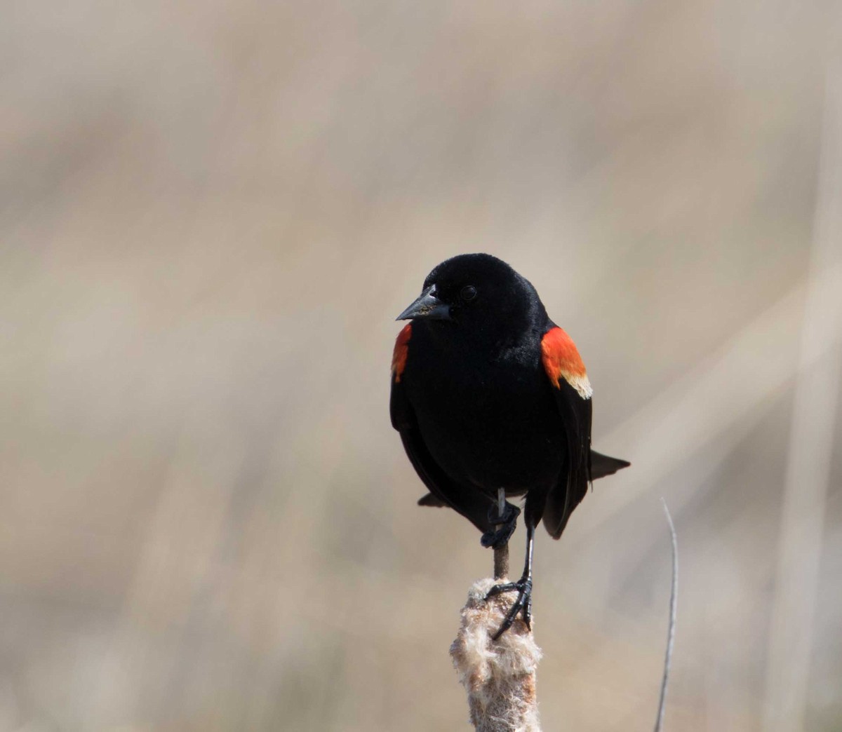 Red-winged Blackbird - Braden Collard