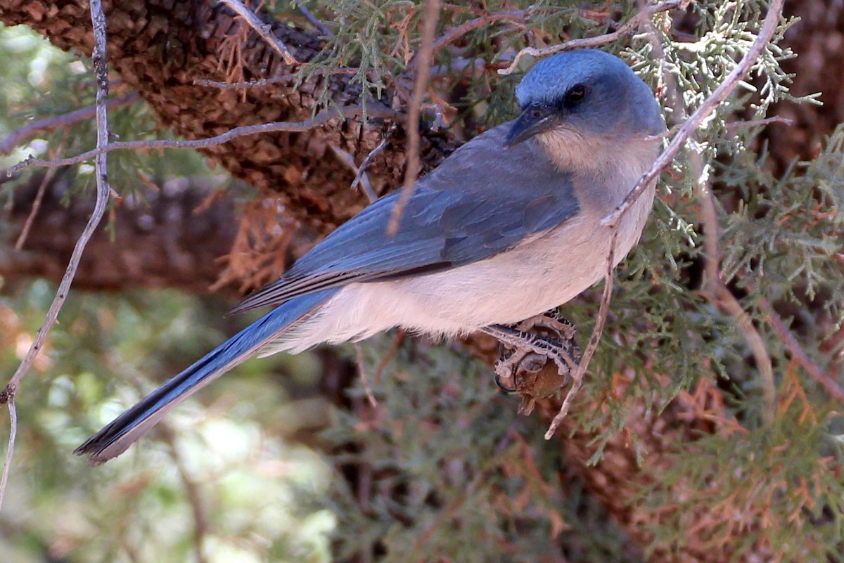 Mexican Jay - ML102678681