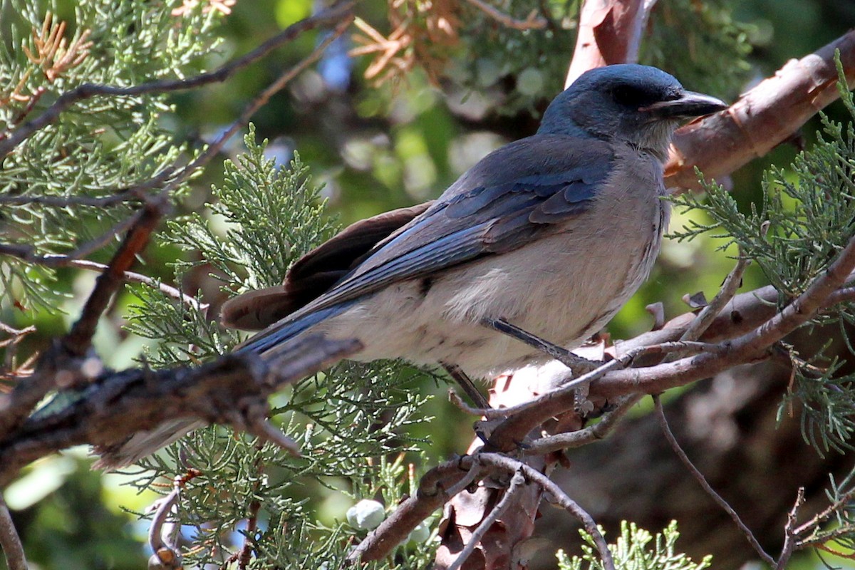 Mexican Jay - ML102678711