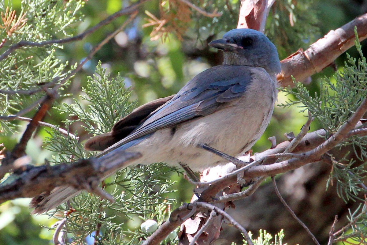 Mexican Jay - ML102678791