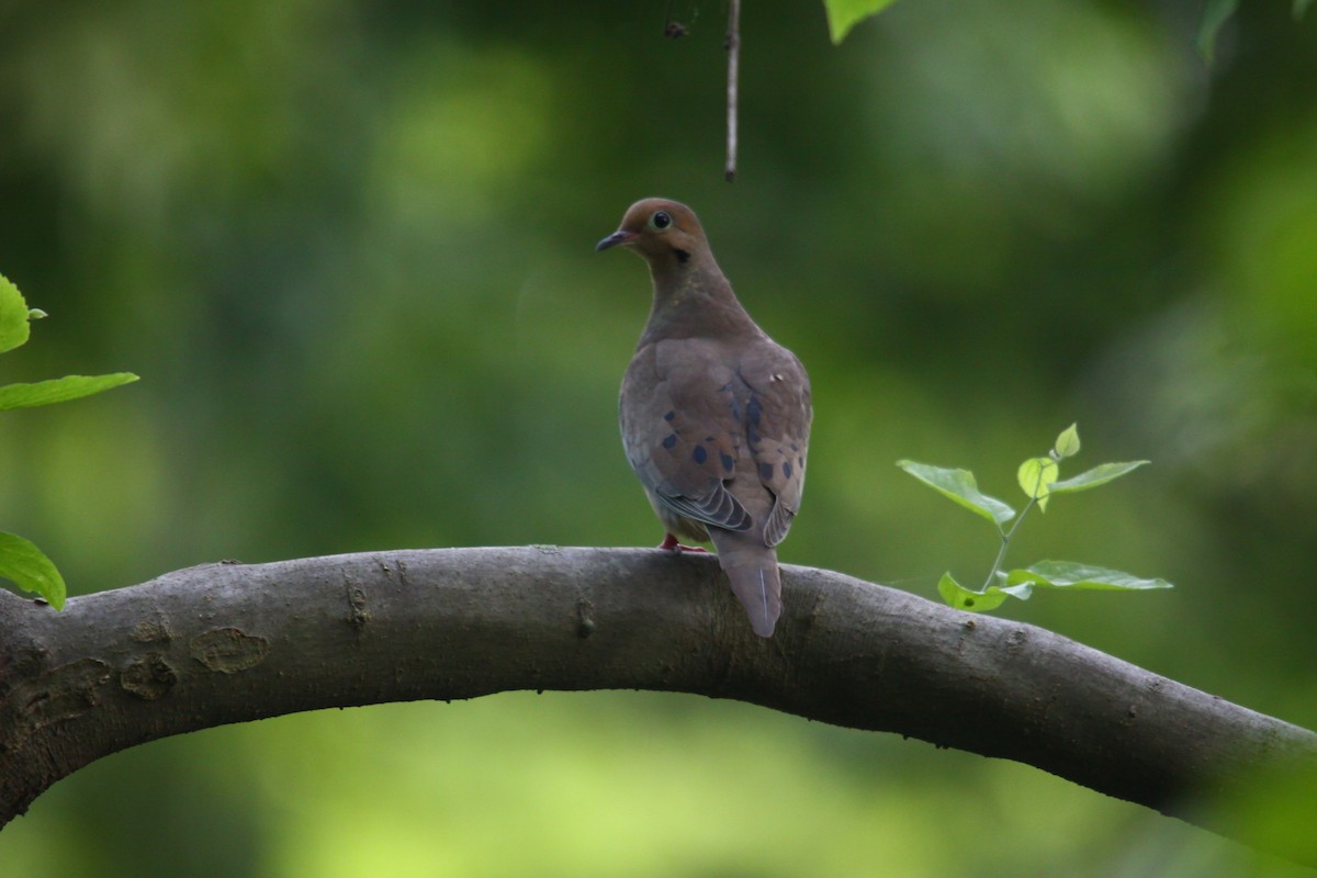 Mourning Dove - Mark Gallagher