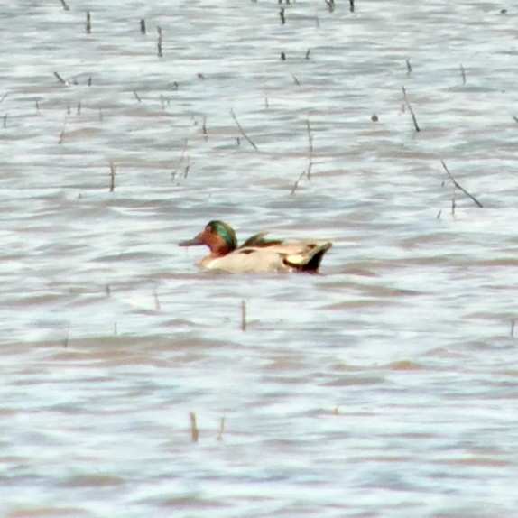 Green-winged Teal - ML102680131