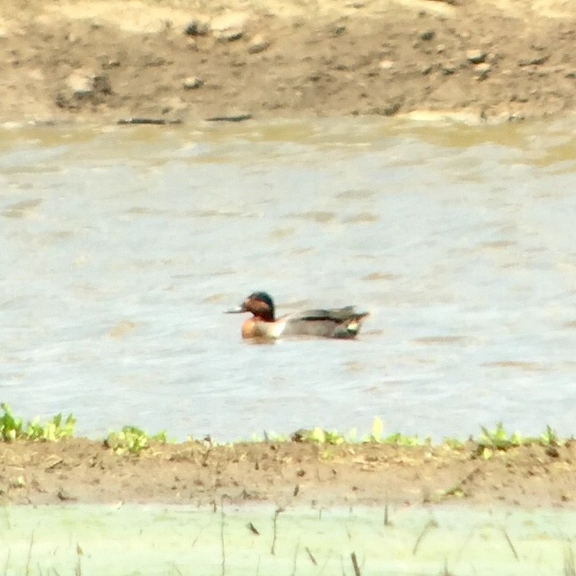 Green-winged Teal - ML102680151