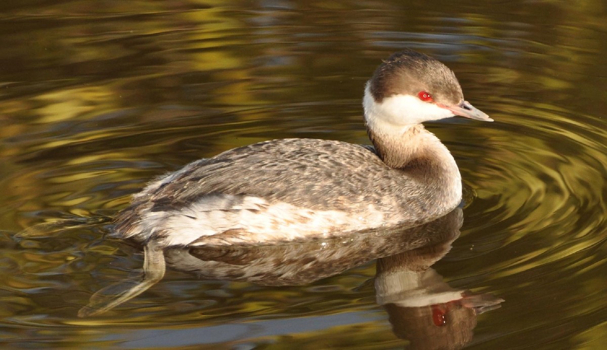 Horned Grebe - James Armstrong