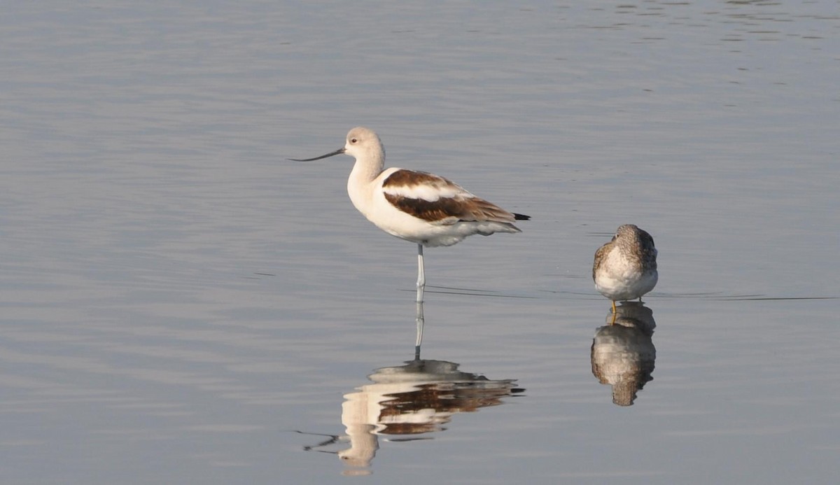 American Avocet - James Armstrong