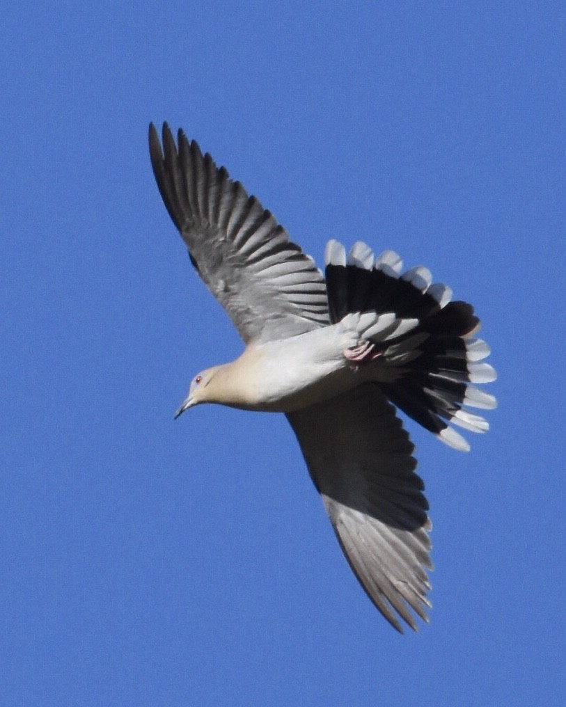 White-winged Dove - ML102682551