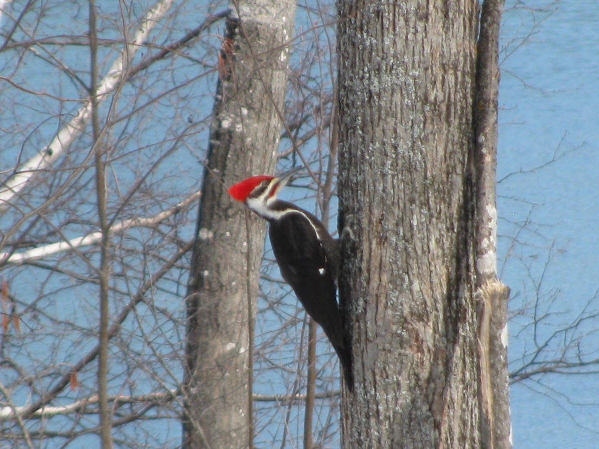 Pileated Woodpecker - Ian Batterman