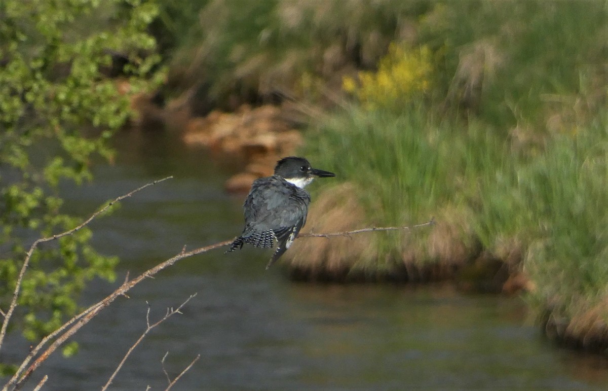 Belted Kingfisher - ML102683661