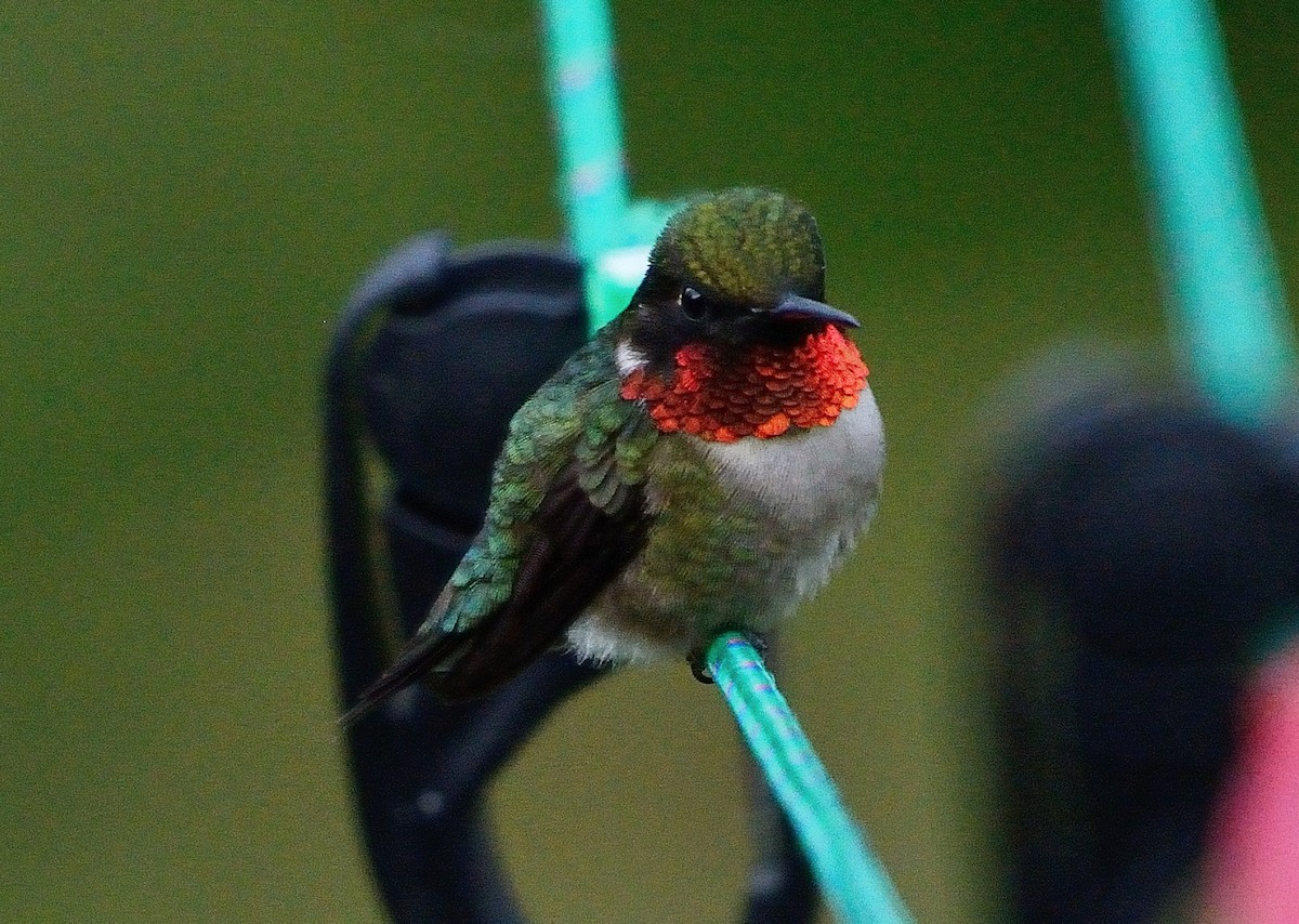 Ruby-throated Hummingbird - John Gordinier
