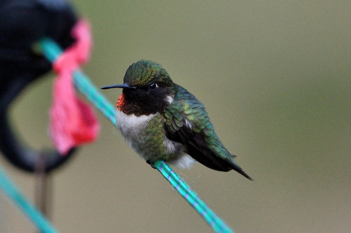 Ruby-throated Hummingbird - ML102683751