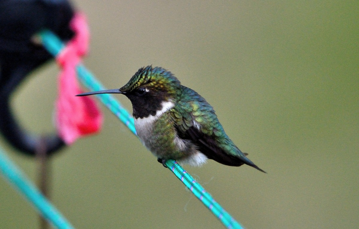 Ruby-throated Hummingbird - ML102683761