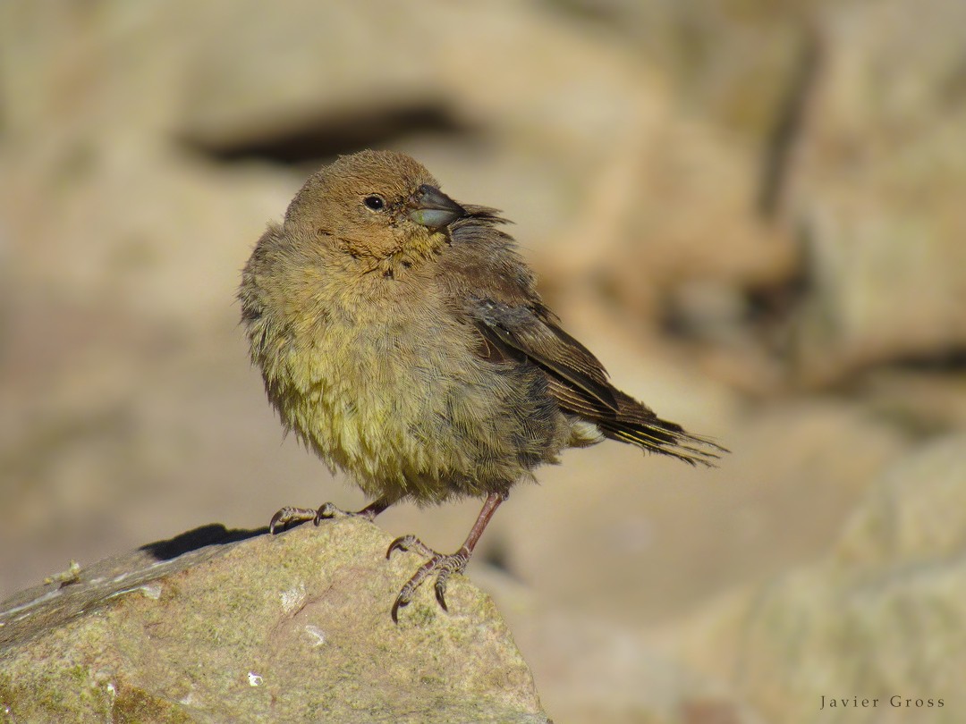Greater Yellow-Finch - ML102686891