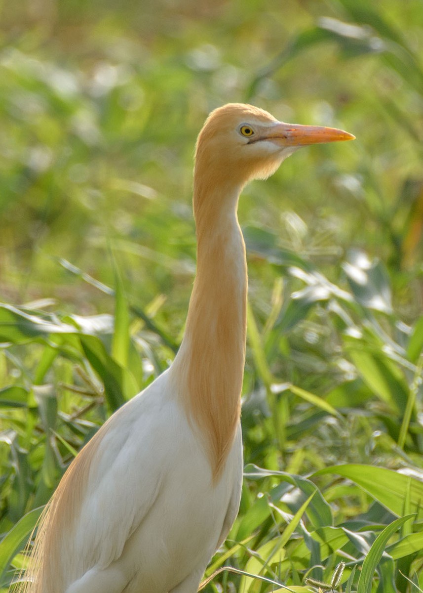 Eastern Cattle Egret - Anil Arora