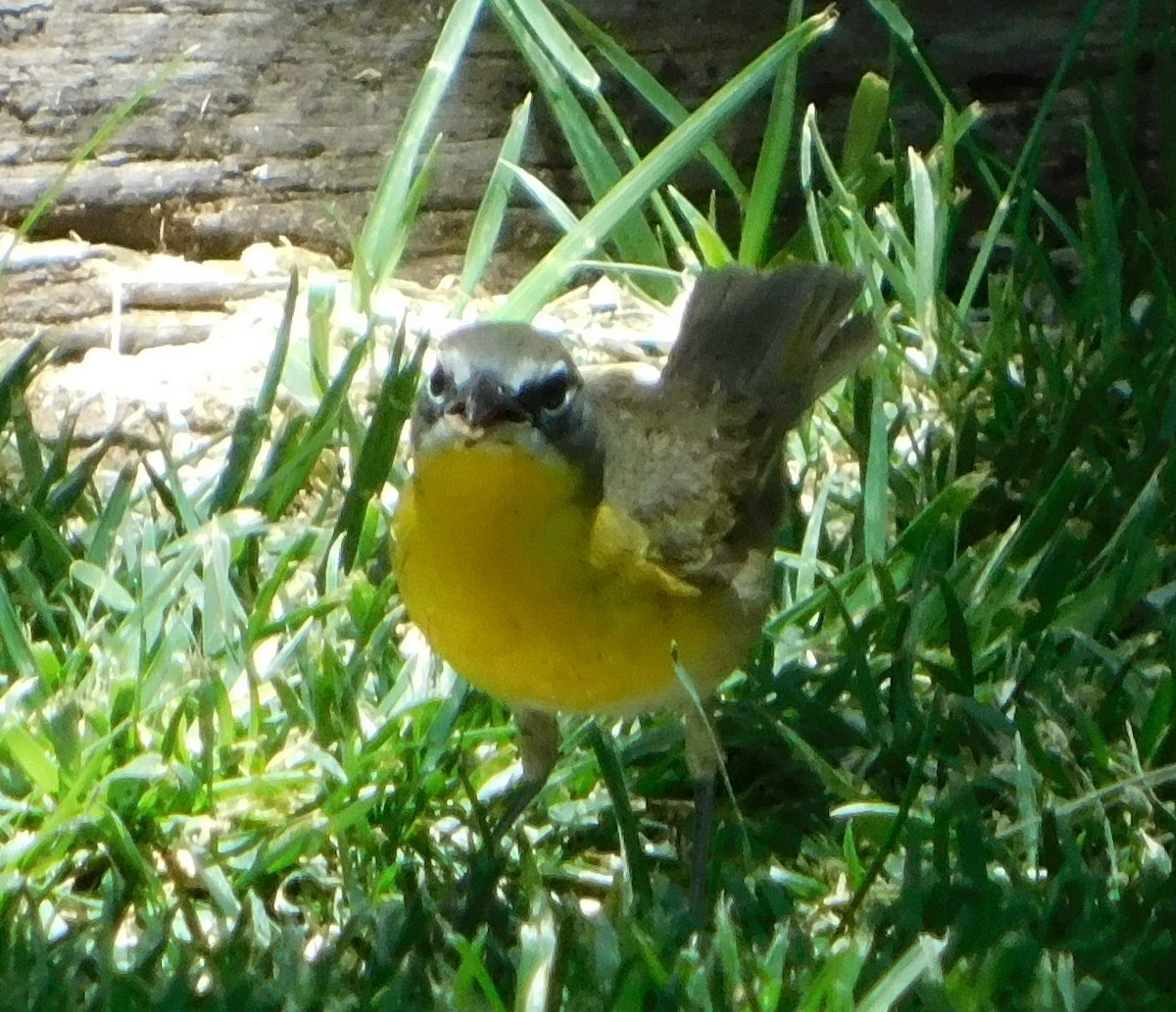 Yellow-breasted Chat (auricollis) - ML102690381