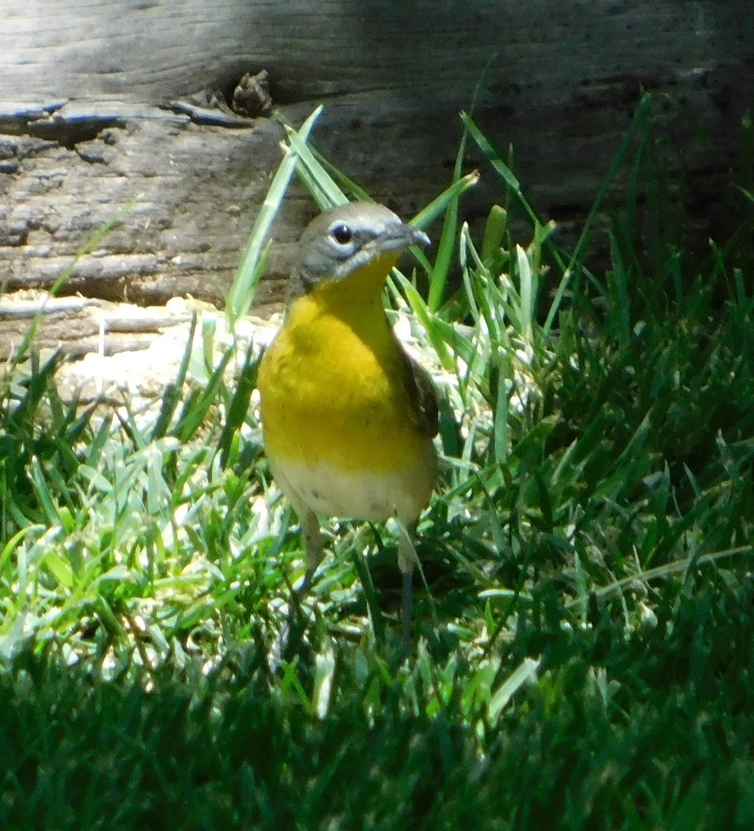 Yellow-breasted Chat (auricollis) - ML102690411