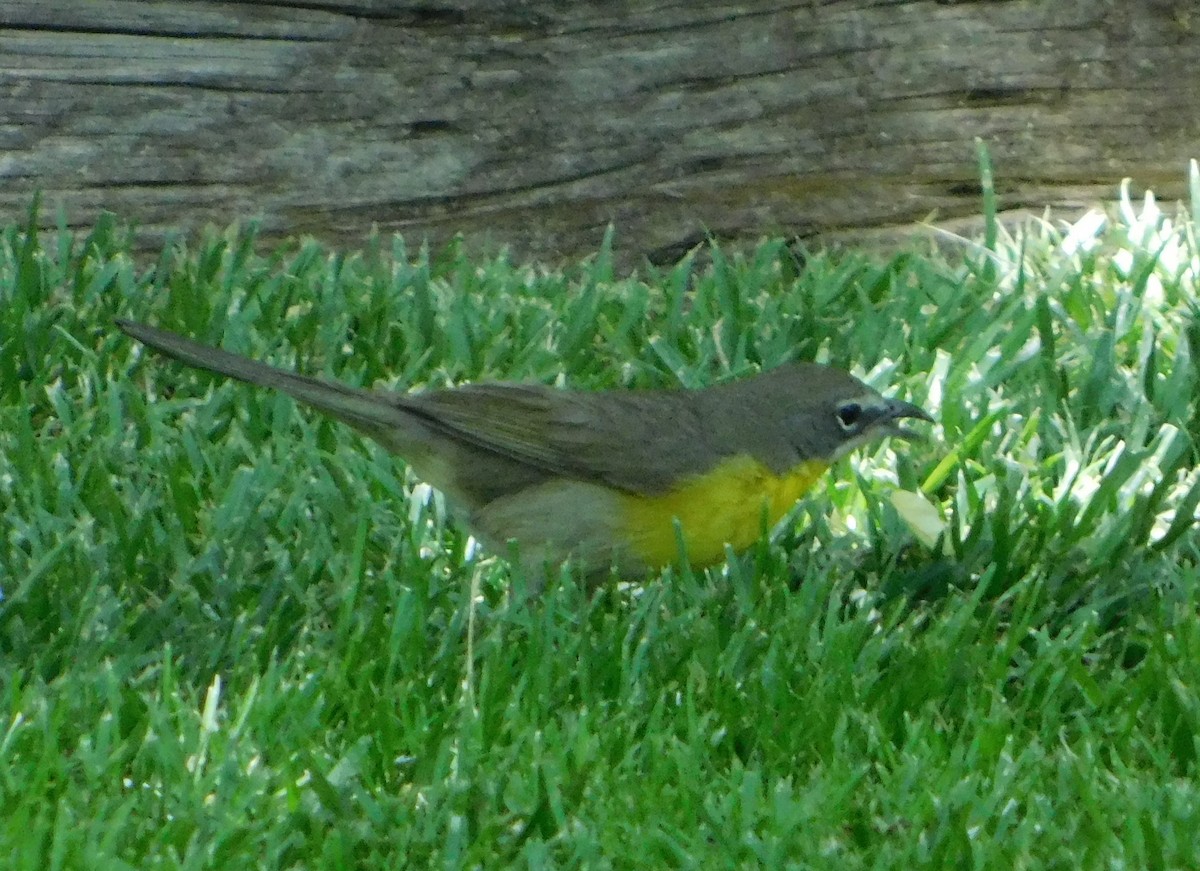 Yellow-breasted Chat (auricollis) - ML102690431