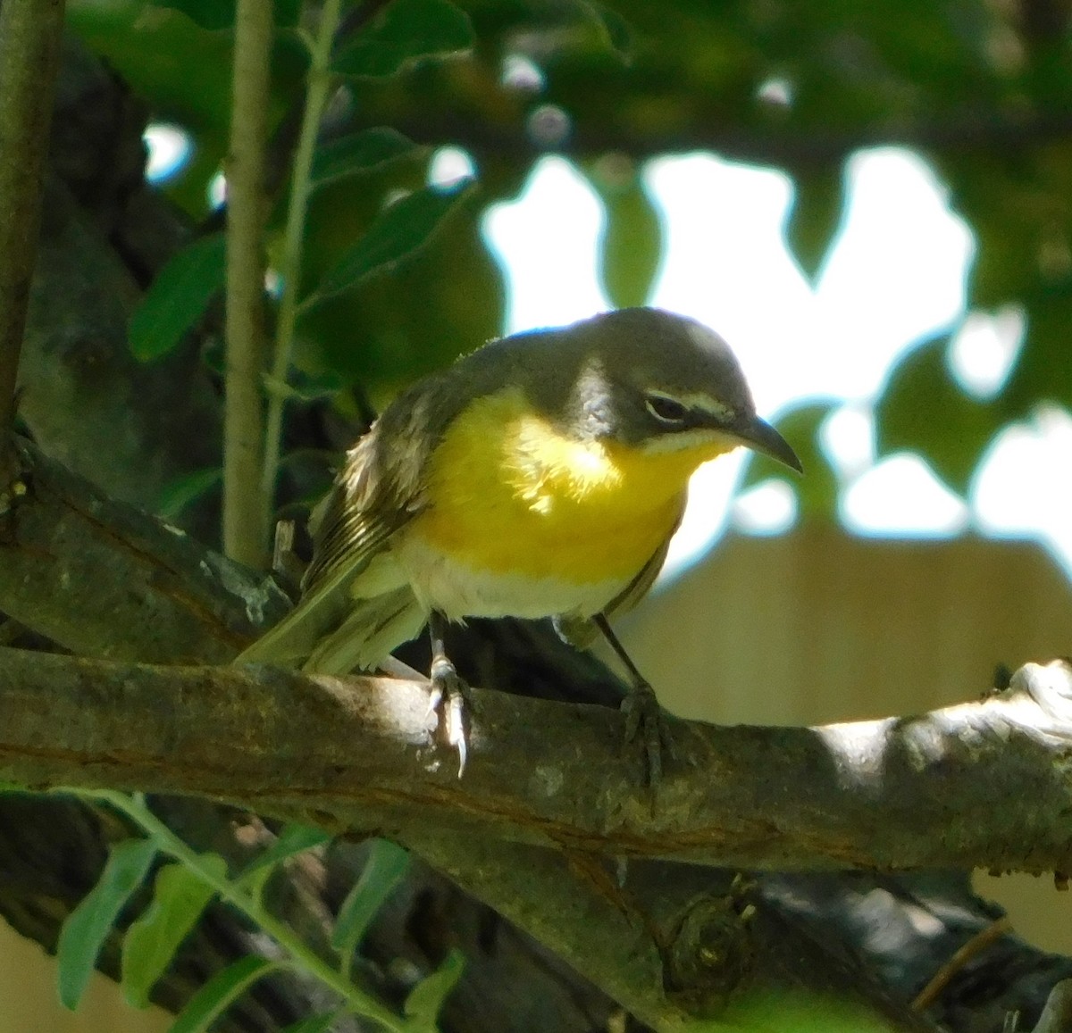 Yellow-breasted Chat (auricollis) - ML102690441