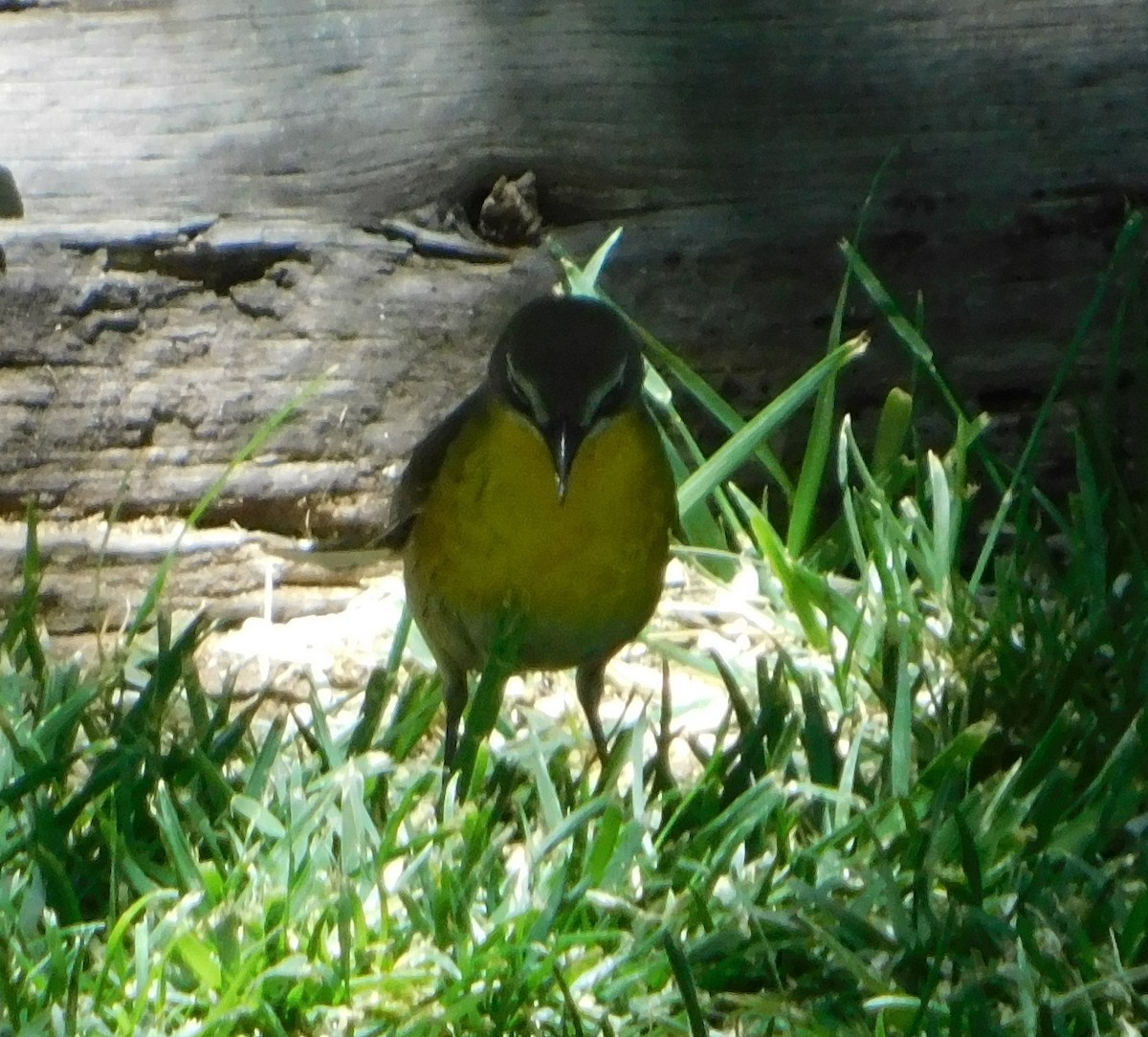 Yellow-breasted Chat (auricollis) - ML102690451