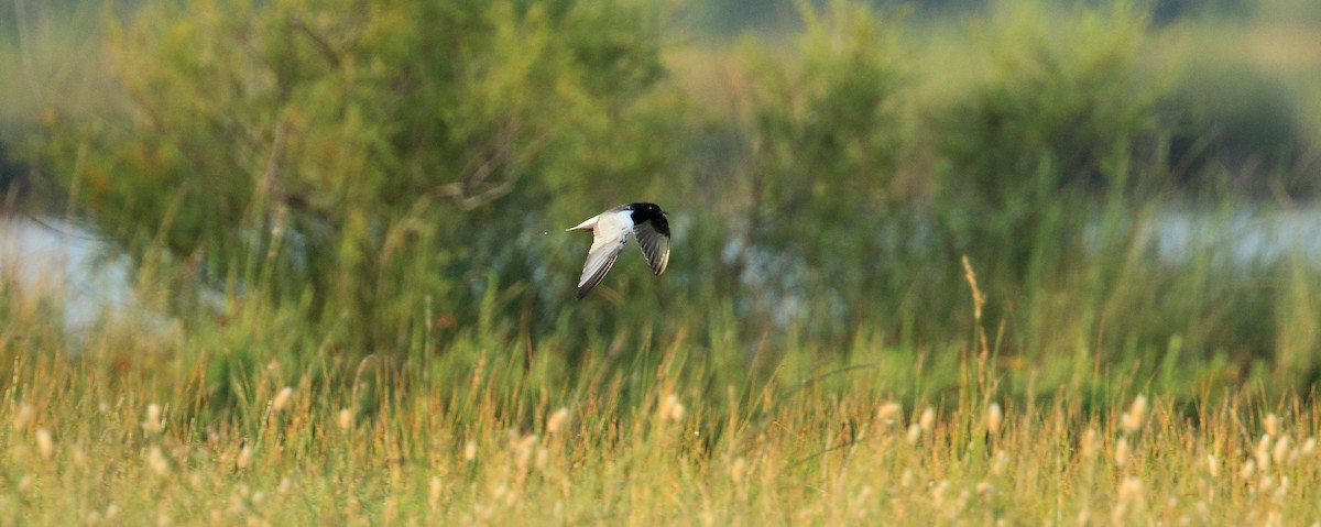 White-winged Tern - David Barton