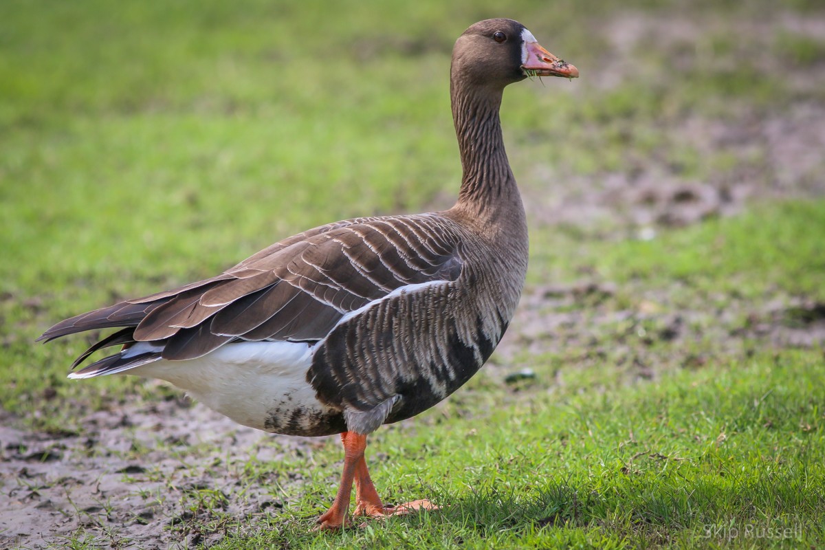 Greater White-fronted Goose - Skip Russell