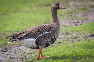 Greater White-fronted Goose, ML102693161