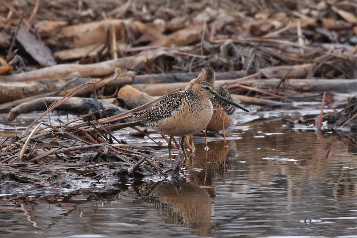 Long-billed Dowitcher - ML102693251