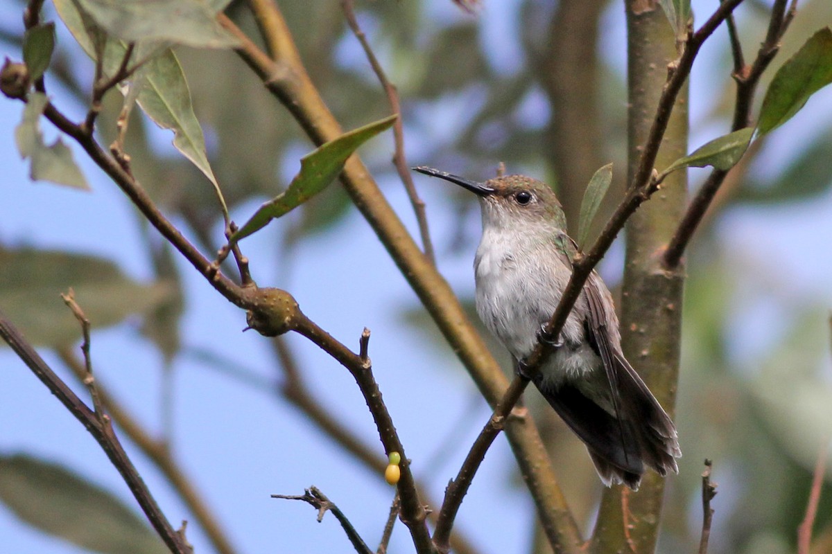 Olive-spotted Hummingbird - Scott Olmstead