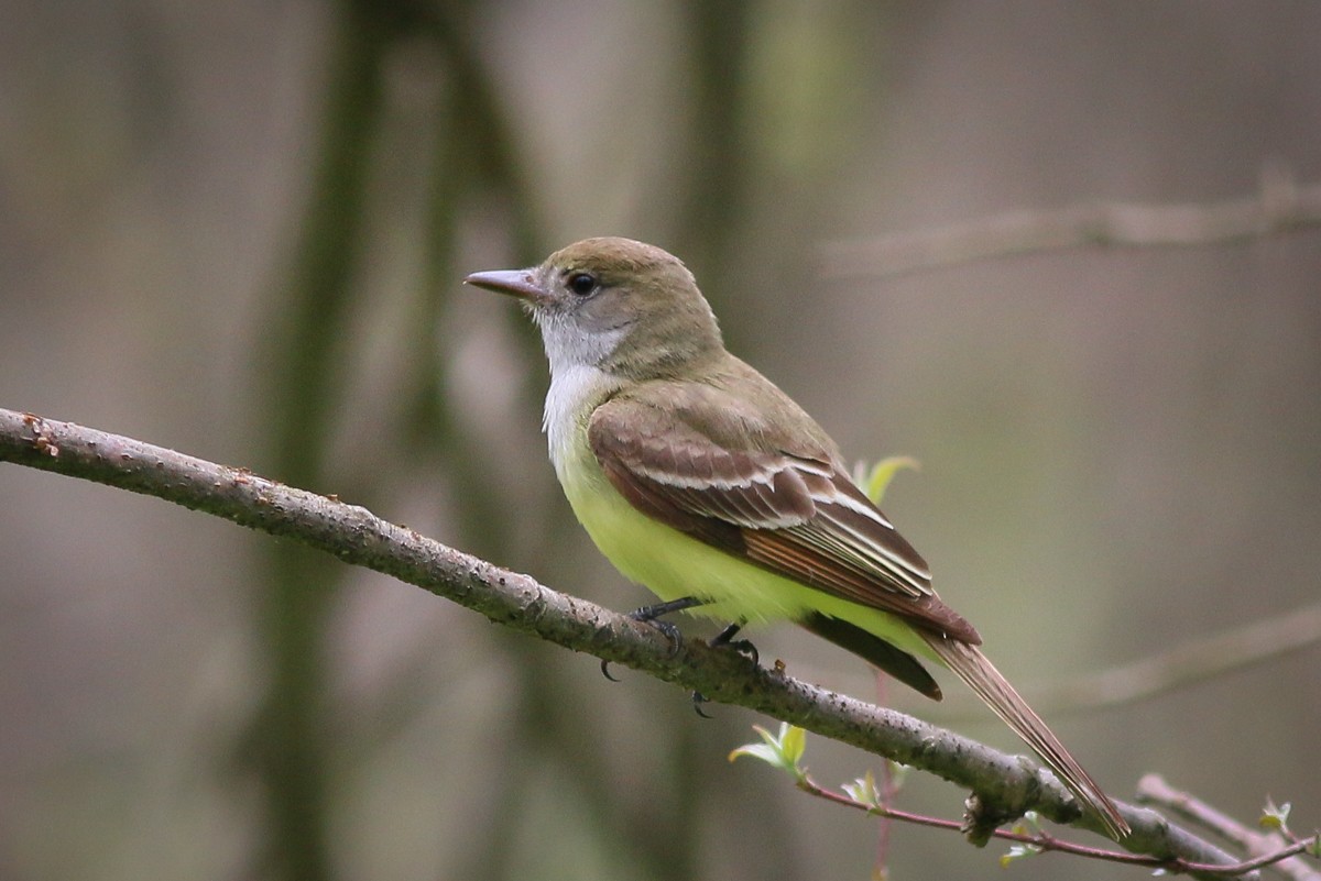 Great Crested Flycatcher - ML102697981