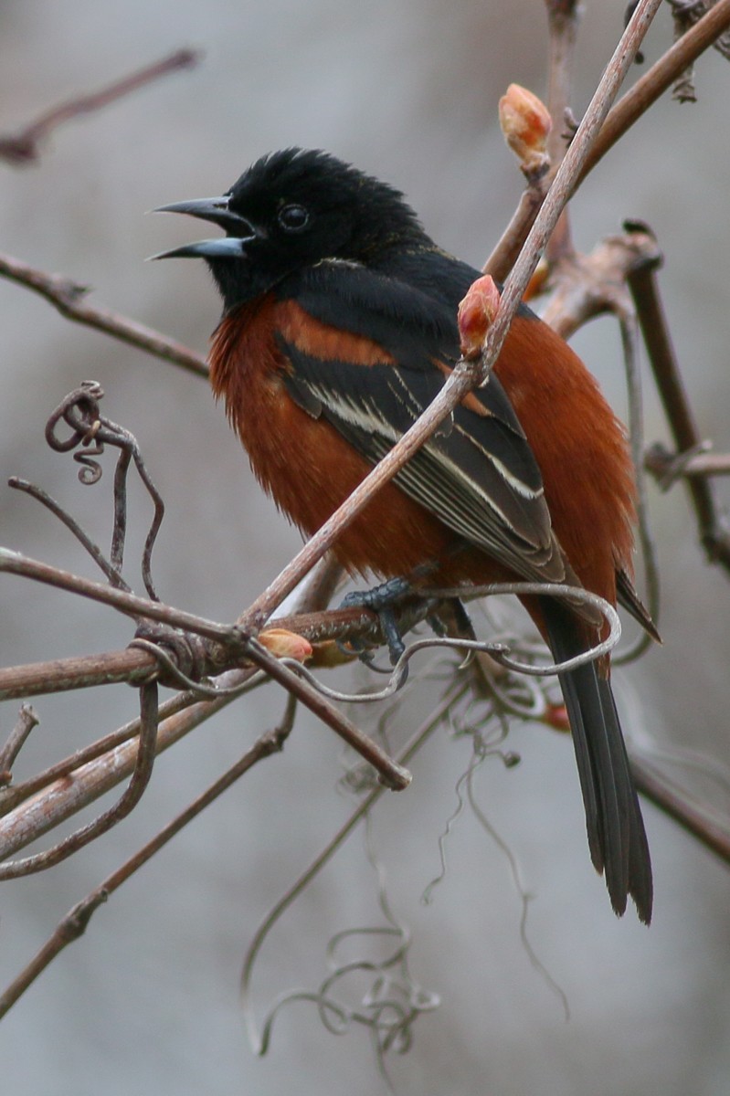 Orchard Oriole - ML102698061