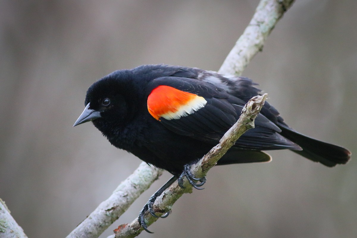 Red-winged Blackbird - ML102698181