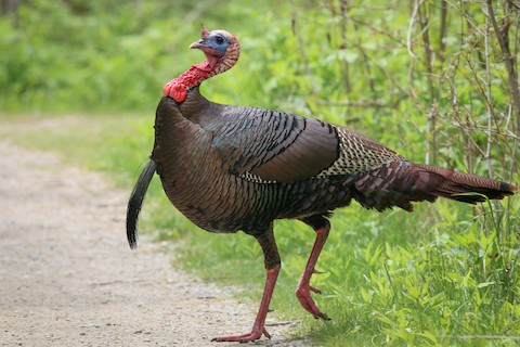 Wild Turkey - eBird