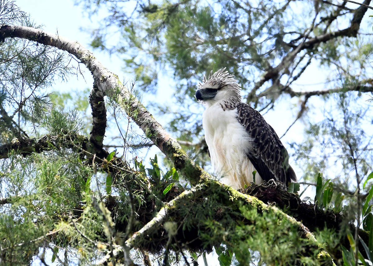 Philippine Eagle - Pithecophaga jefferyi - Birds of the World