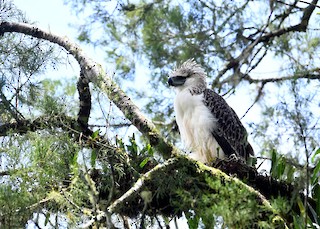  - Philippine Eagle