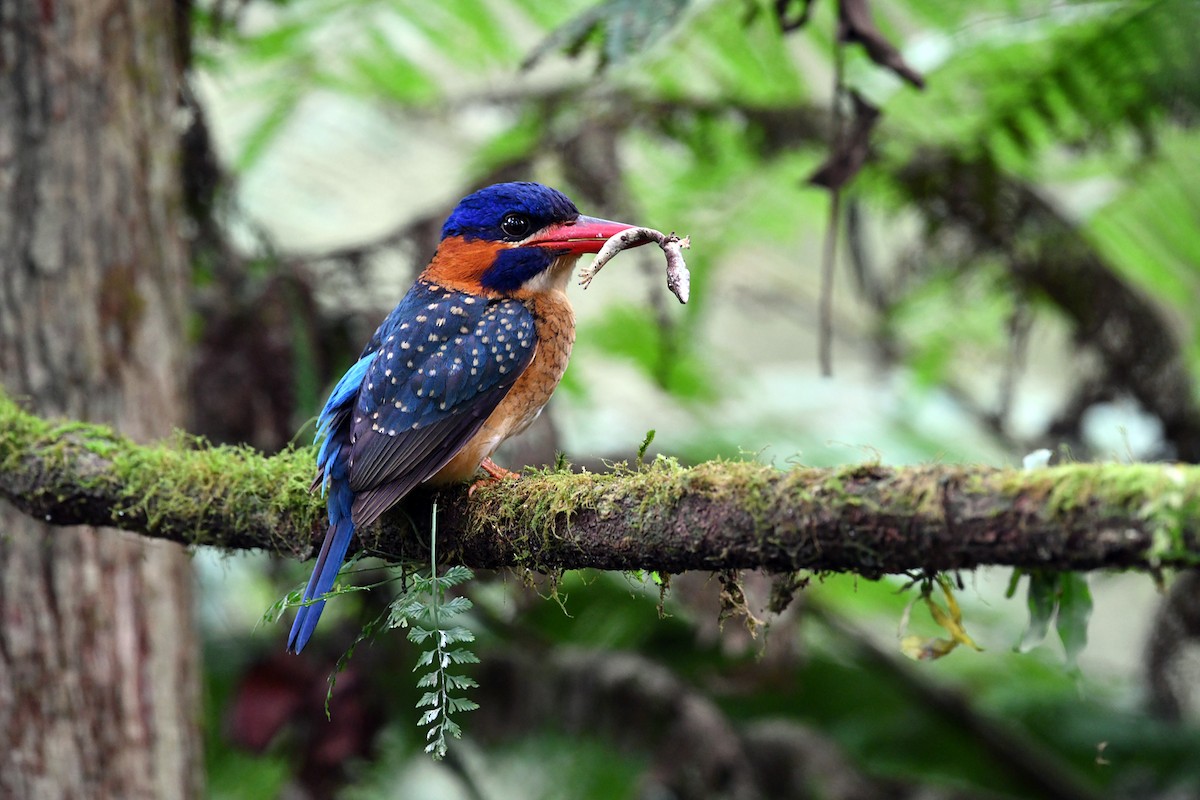Blue-capped Kingfisher - Chaiyan Kasorndorkbua