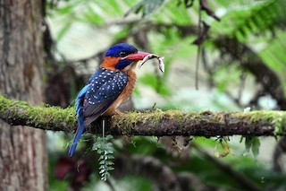  - Blue-capped Kingfisher