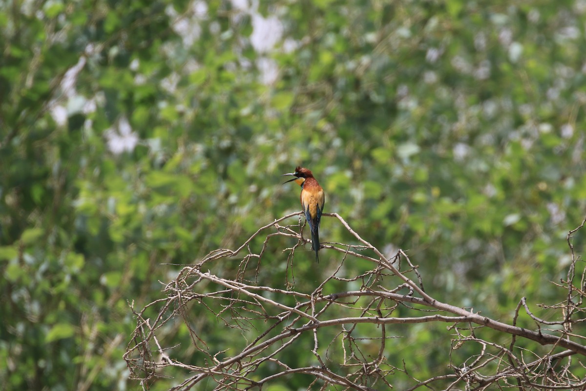 European Bee-eater - ML102700001