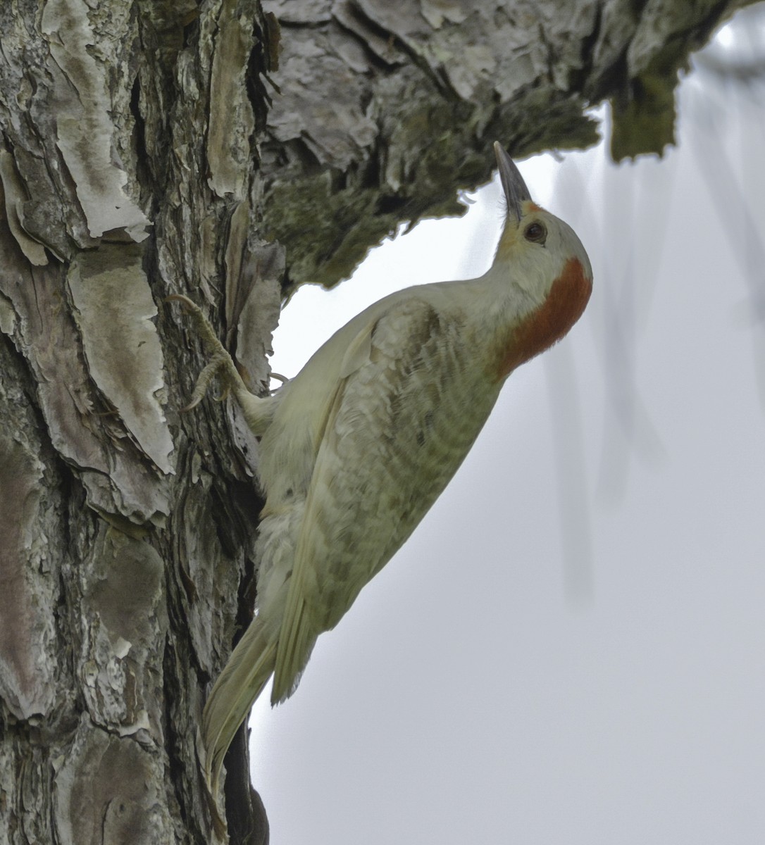 Red-bellied Woodpecker - joseph mileyka