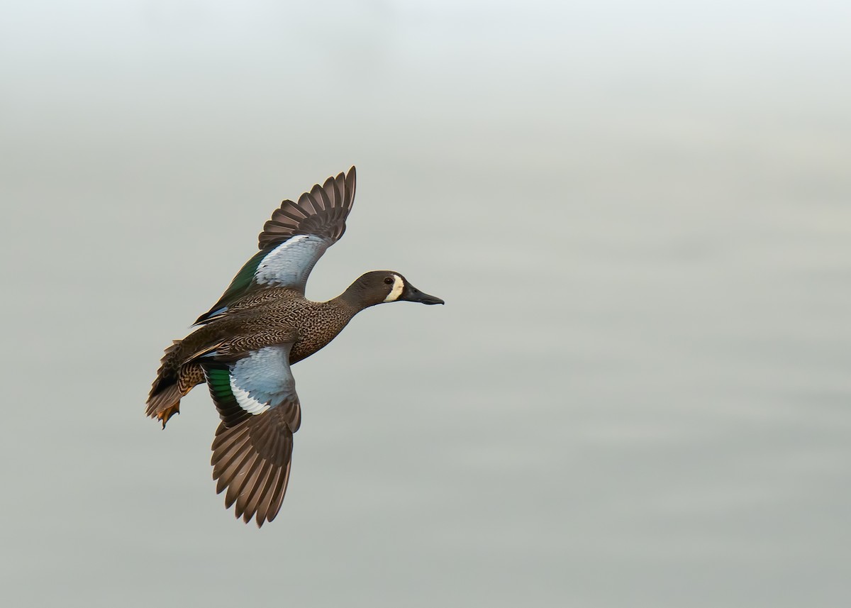 Blue-winged Teal - ML102706721