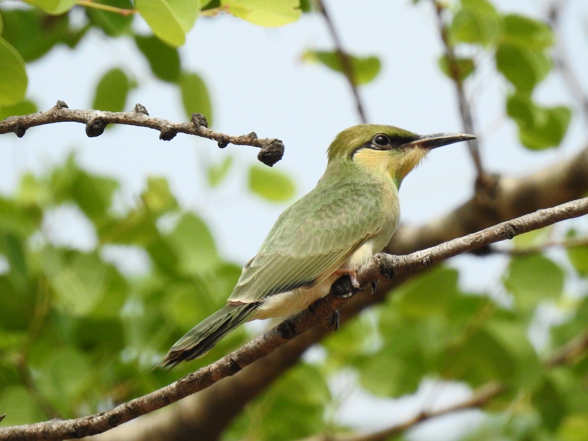 Asian Green Bee-eater - Sivakumar Ramasamy