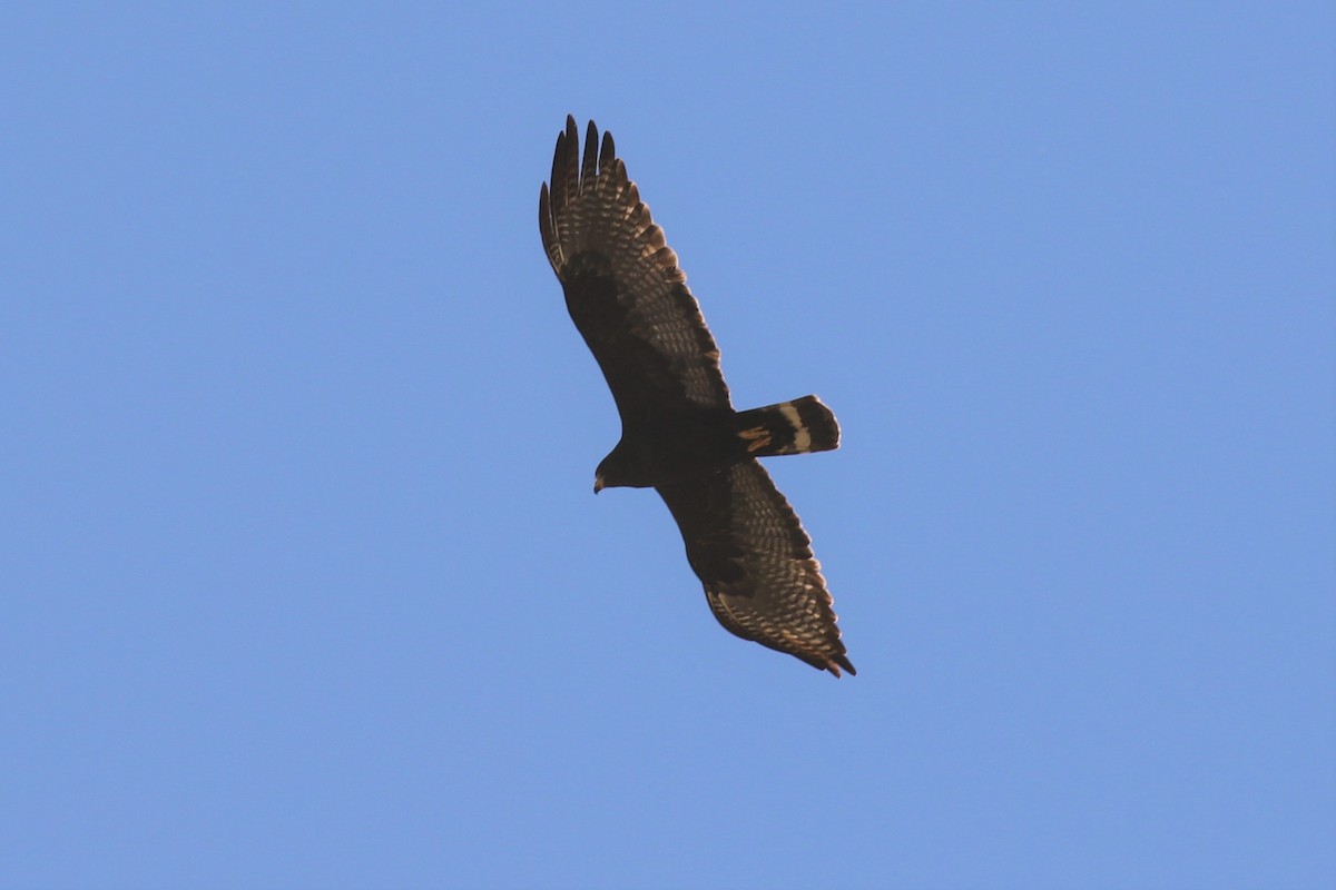 Zone-tailed Hawk - Eric Gustafson