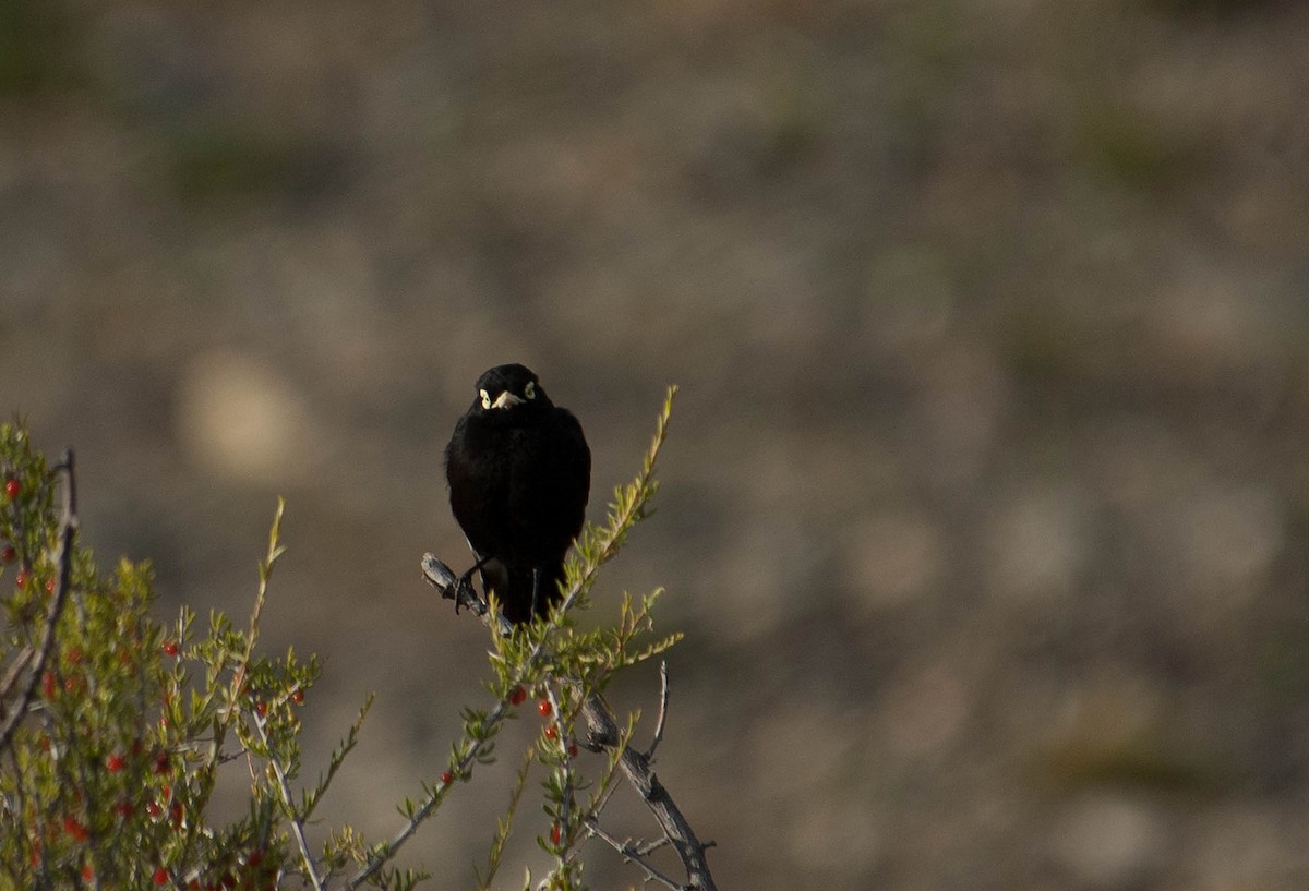 Spectacled Tyrant - ML102708191