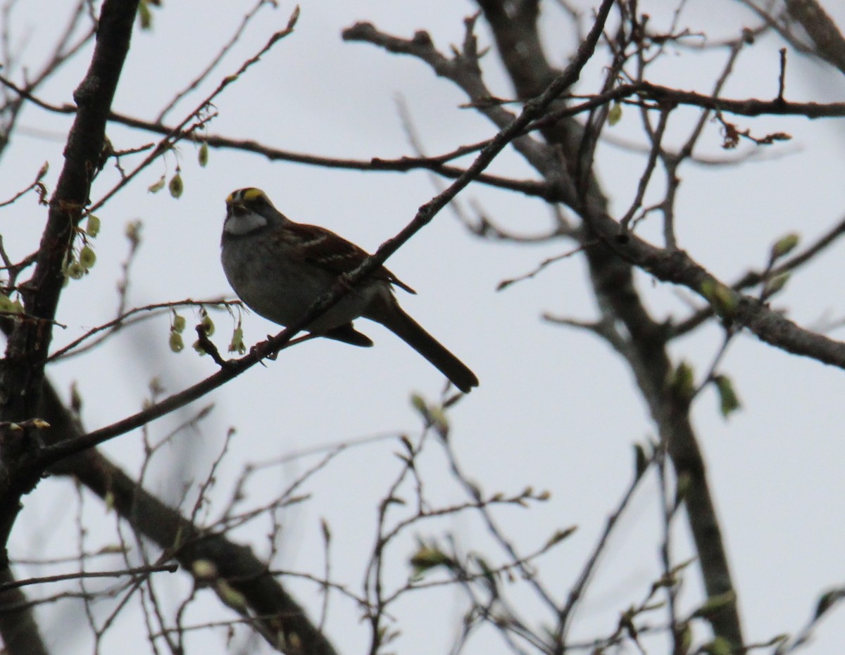 White-throated Sparrow - ML102708461